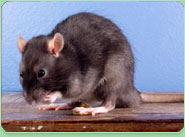 rat control Darlington