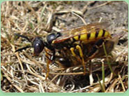 wasp control Darlington