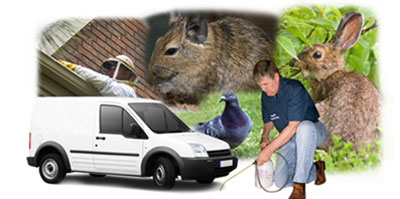 Darlington local van